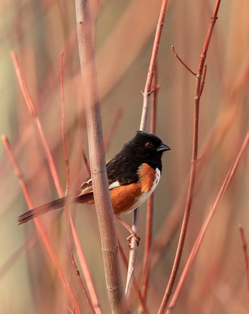 Восточные Деликатесы: Заказ Блюд для Праздников