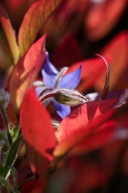 Почему полезно есть бораку: необычный ингредиент, который стоит добавить в рацион